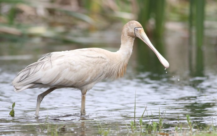 Колпица обыкновенная (Platalea leucorodia)