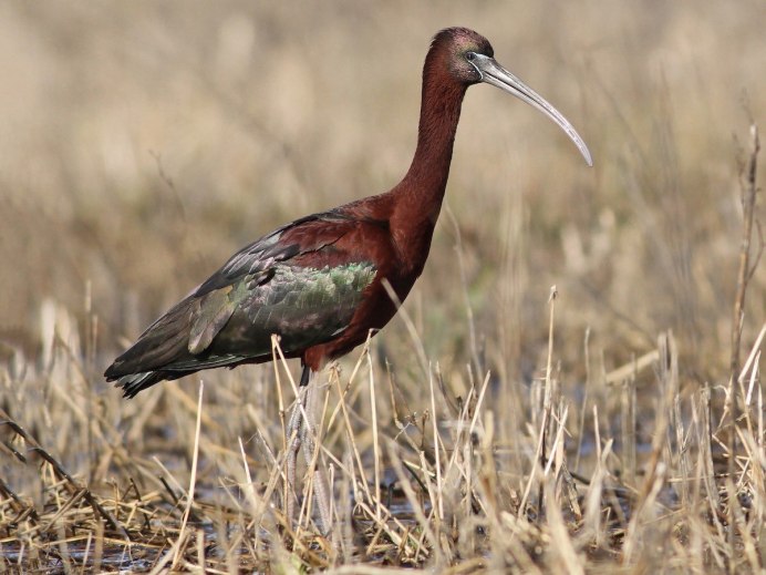 Каравайка (Plegadis falcinellus)