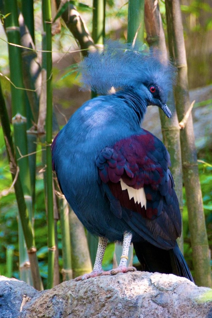 Удод (Upupa Epops)