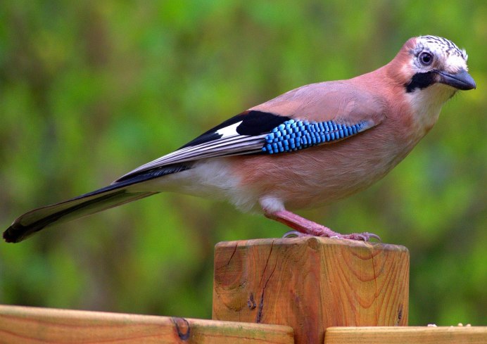 Кедровый свиристель