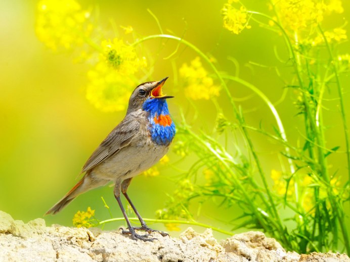 Веероносный венценосный голубь