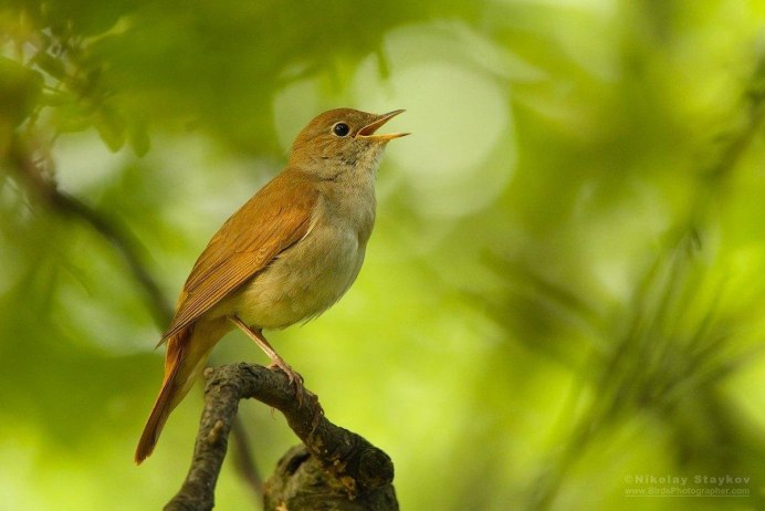 Дикие птички