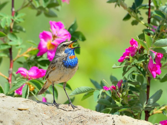 Аметистовый короткохвостый скворец