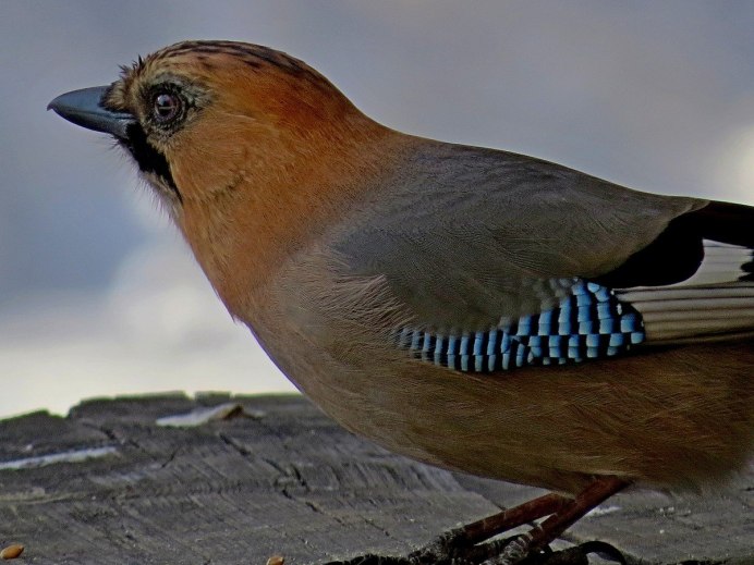 Весенние птицы