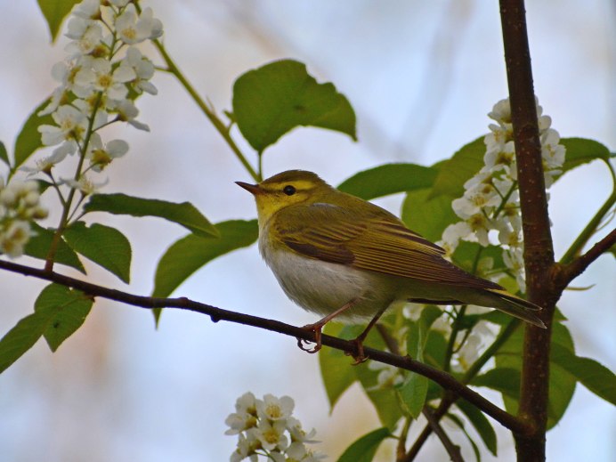 Природа поют птицы