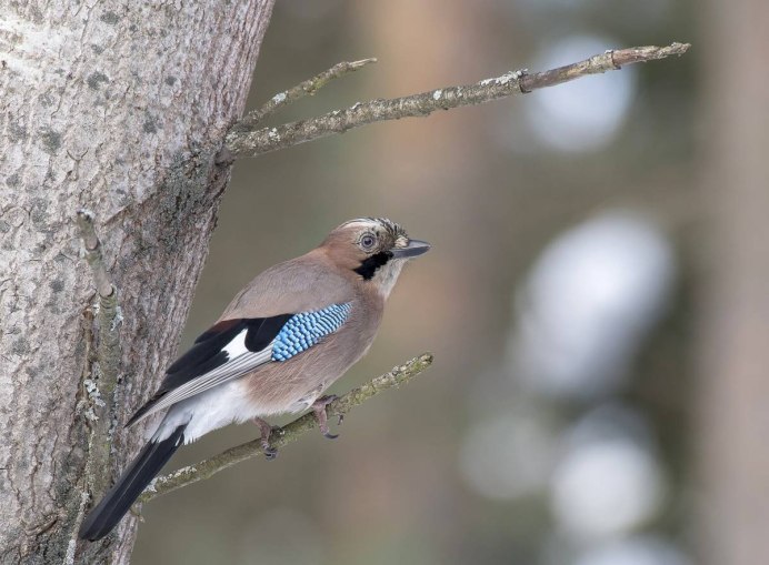 Красивые птицы поют