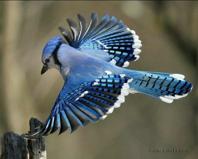 Восточный Соловей