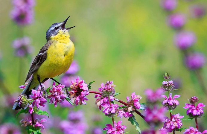 Певчий Зимородок