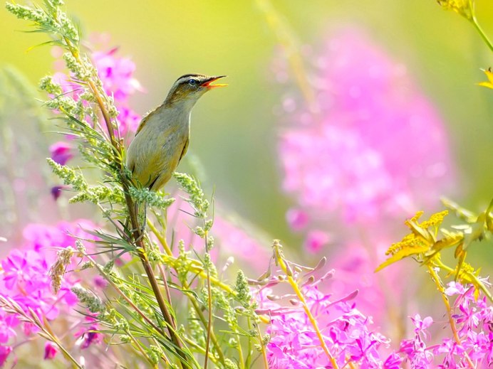 Летние птицы