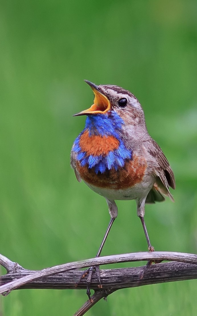 Птицы в весеннем лесу