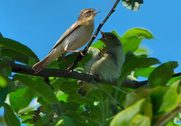 Птицы обитающие в Москве