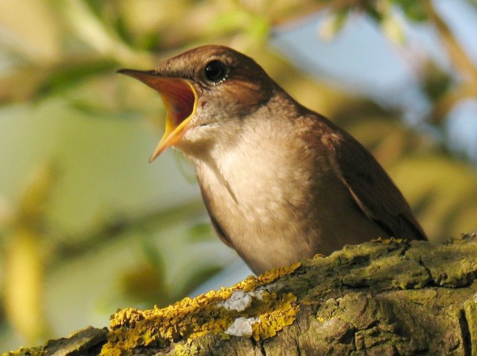 Соловей поет