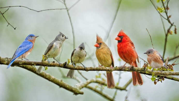 Малая голубая цапля