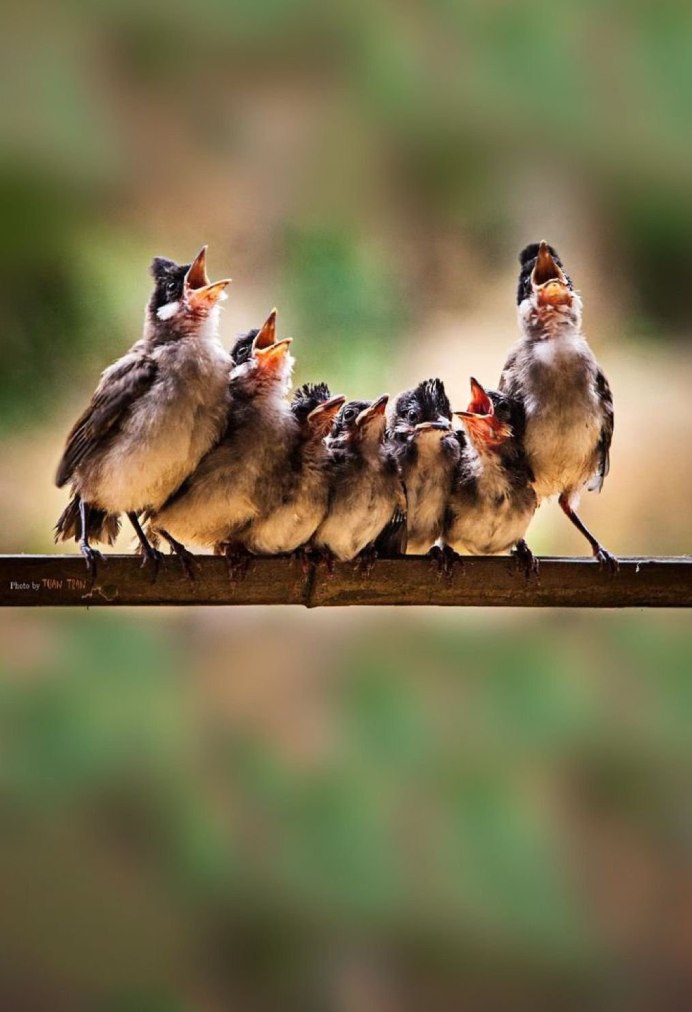 Сойка хохлатая