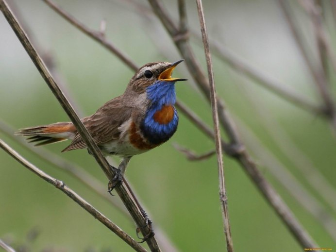 Варакушка пение