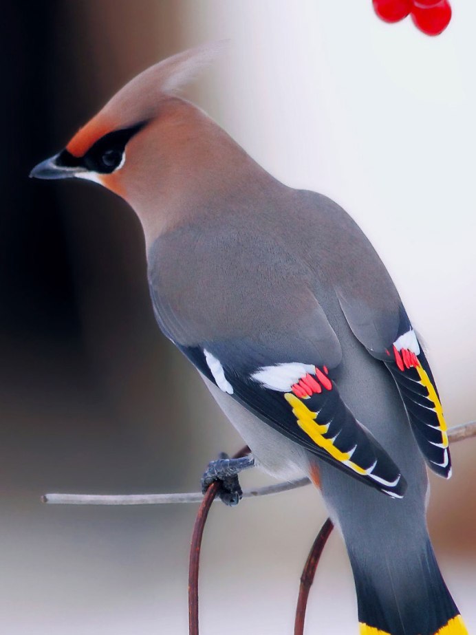 Сойка голубая американская