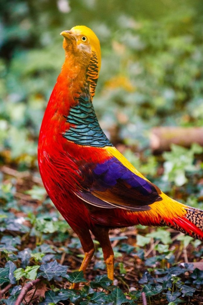 Зелёный фазан / Phasianus versicolor
