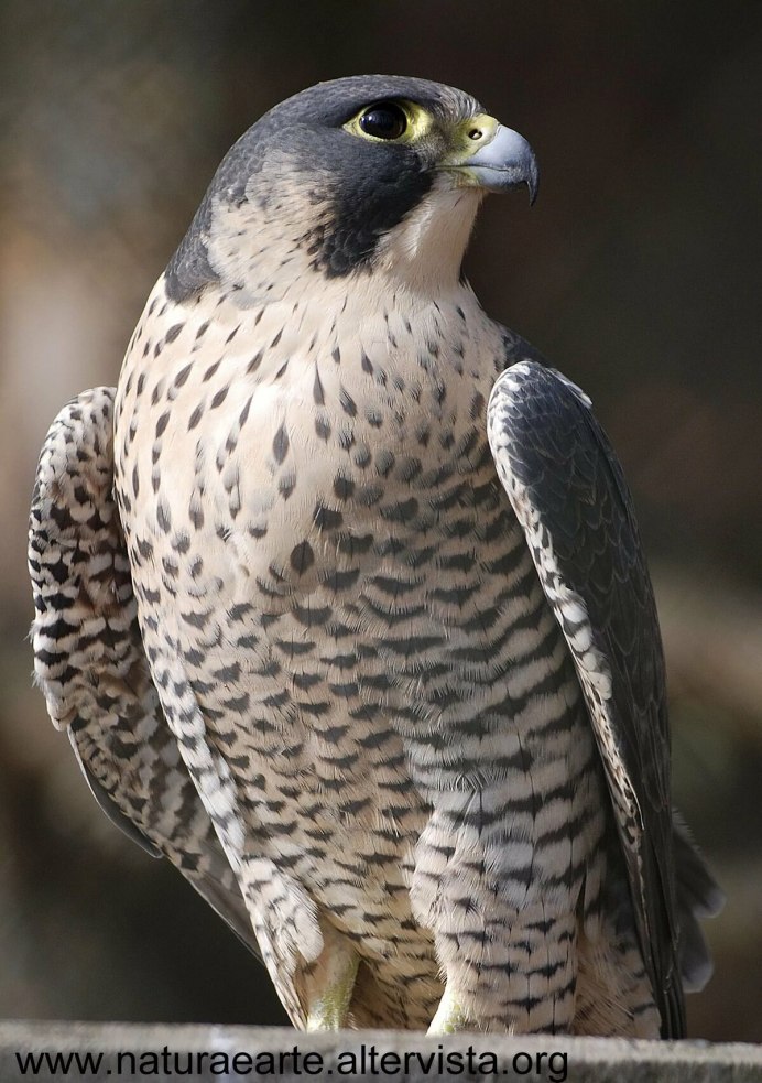 Кречет - Falco rusticolus Linnaeus