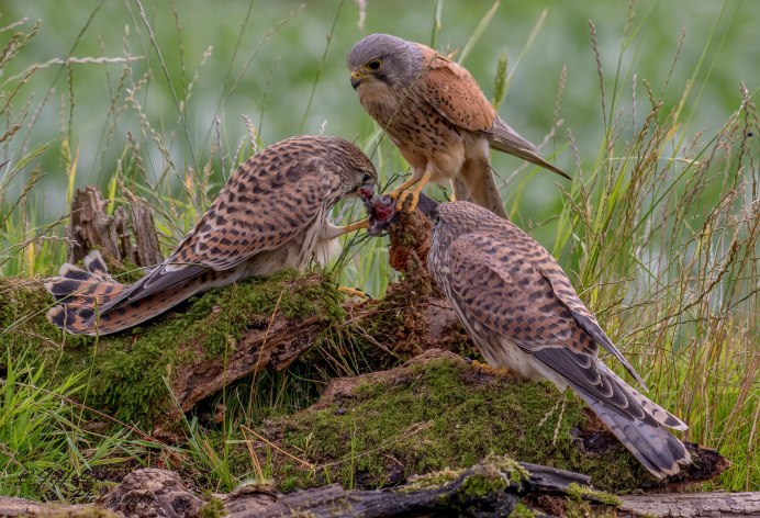 Кречет Falco rusticolus