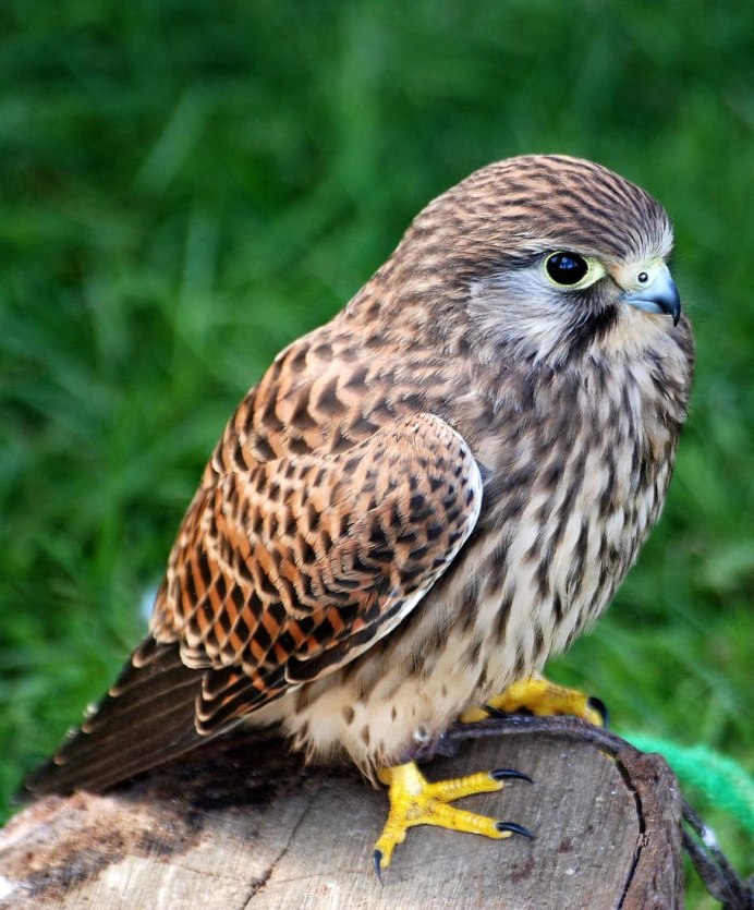 Кречет Falco rusticolus
