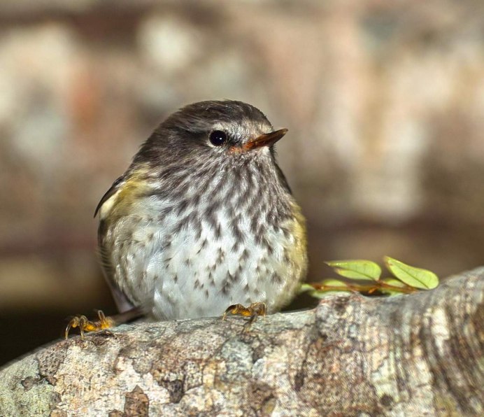 Acanthisitta Chloris