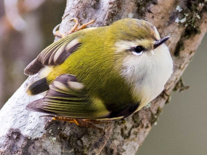 Acanthisitta Chloris