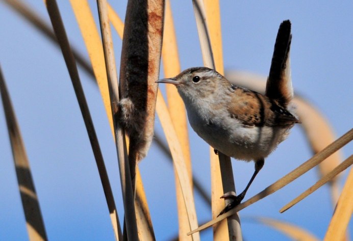 Marsh Wrens