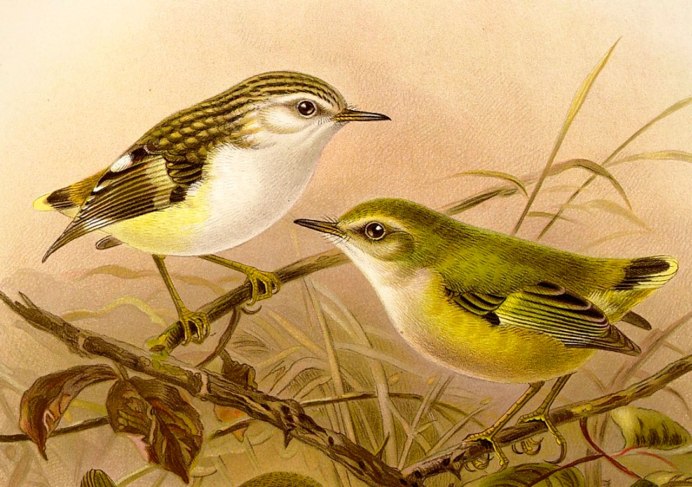 Acanthisitta Chloris