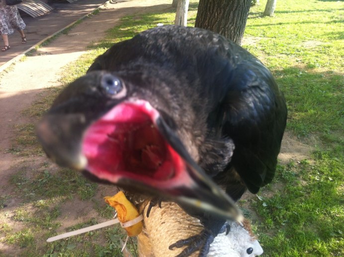 Ворона утащила