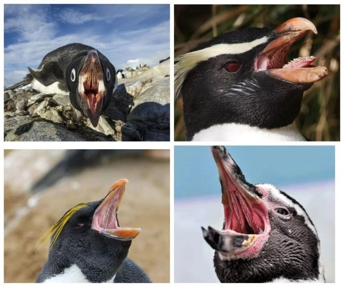 Открытый клюв пингвина