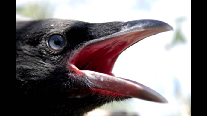 Ворон с открытым ртом