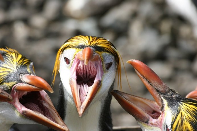 Ротовая полость пингвина