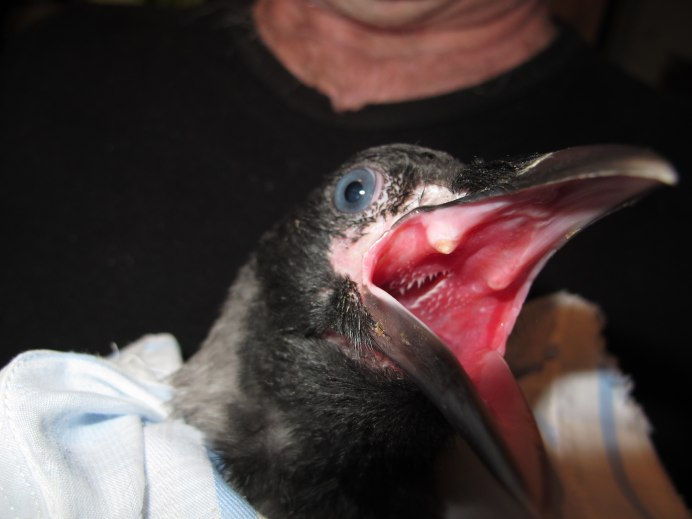 Сорока с открытым клювом