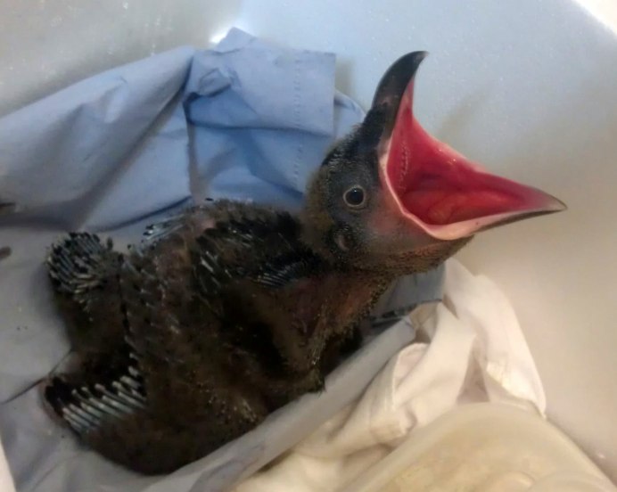 Новорожденный ворон