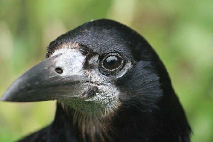 Забавные вороны