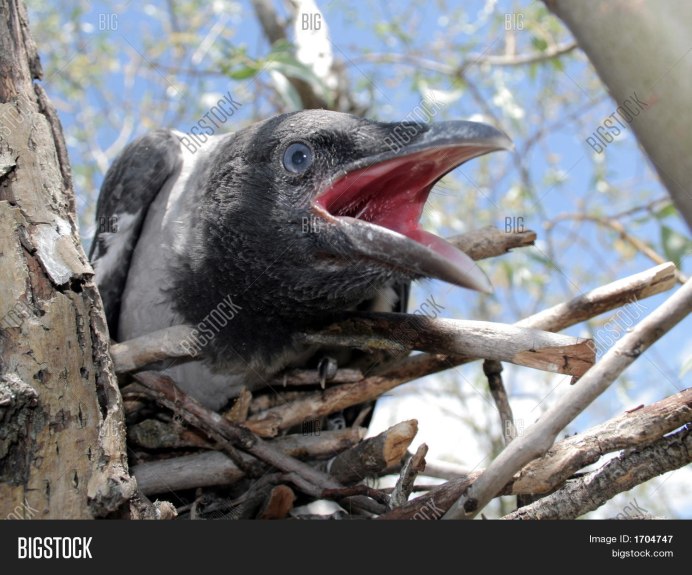 Открытый клюв вороненка