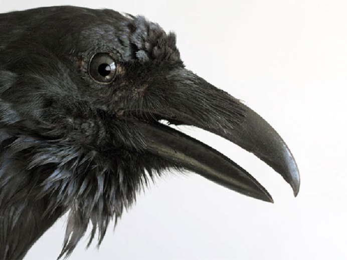 Голова ворона