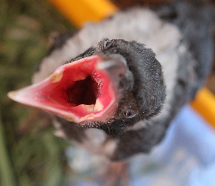 Ворона с зубами