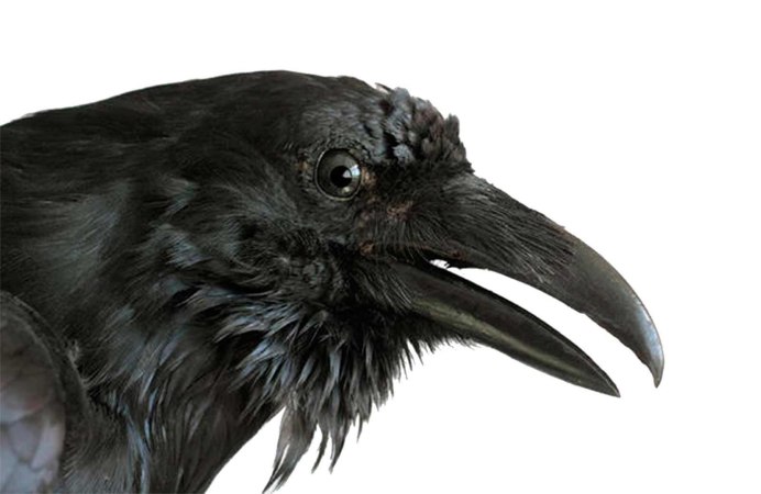 Клюв ворона