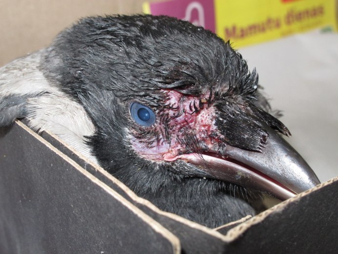 Клюв вороны с птенца