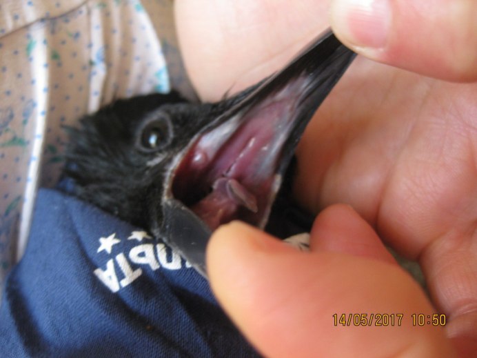 Член птицы вороны