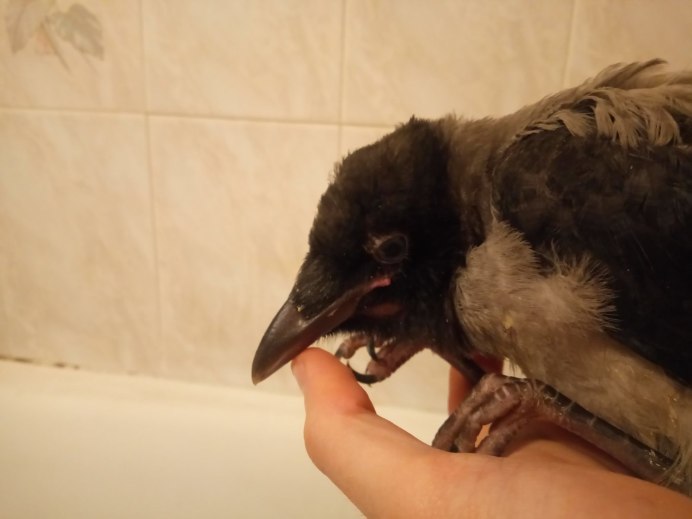 Птенец вороны лысый