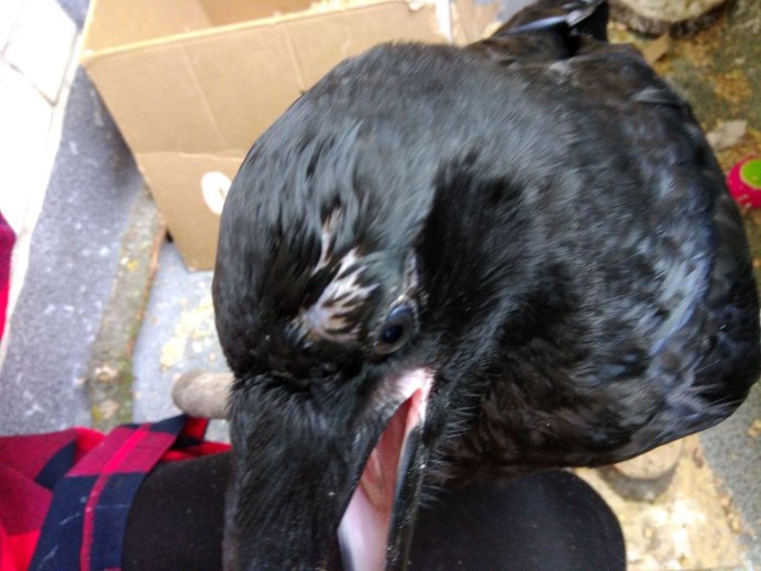 У вороны повреждено крыло