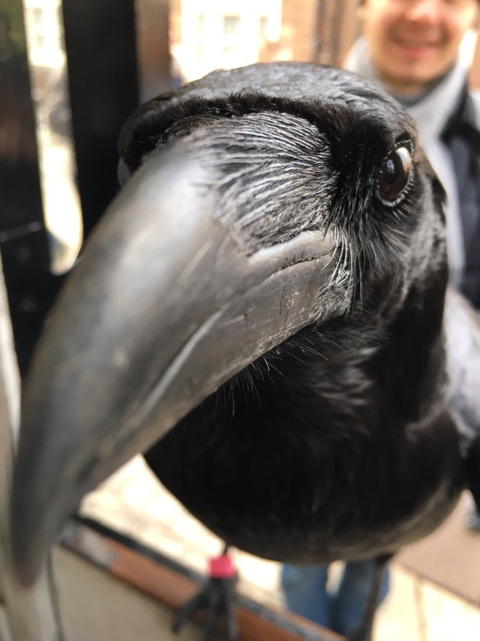 Черные вороны вскружили голову