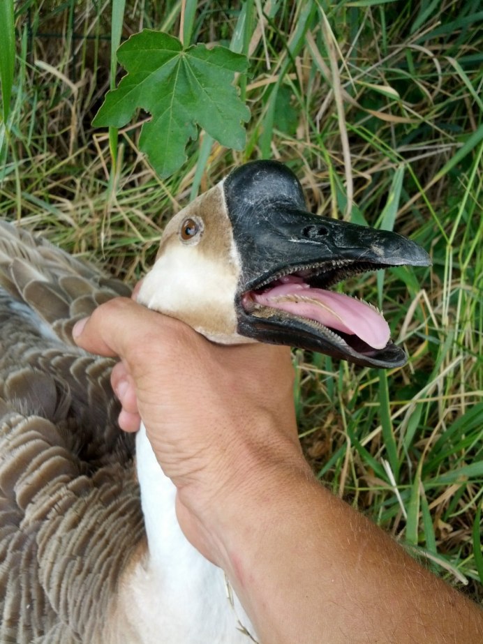 Душить гуся