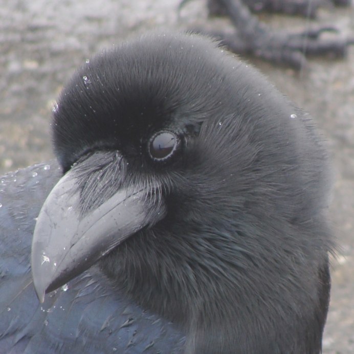 Ворона с длинным клювом