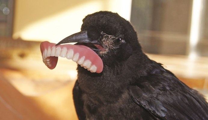 Наглый ворон