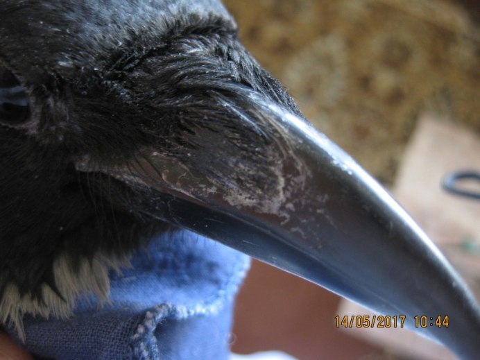 Когти ворона