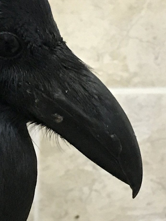 Вороний клюв