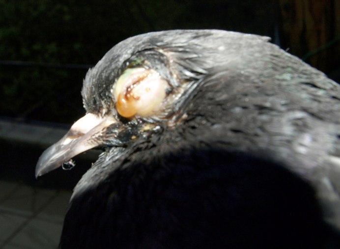 Ворона выклевывает глаза